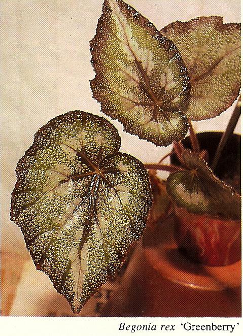 B. ‘Green Berry’